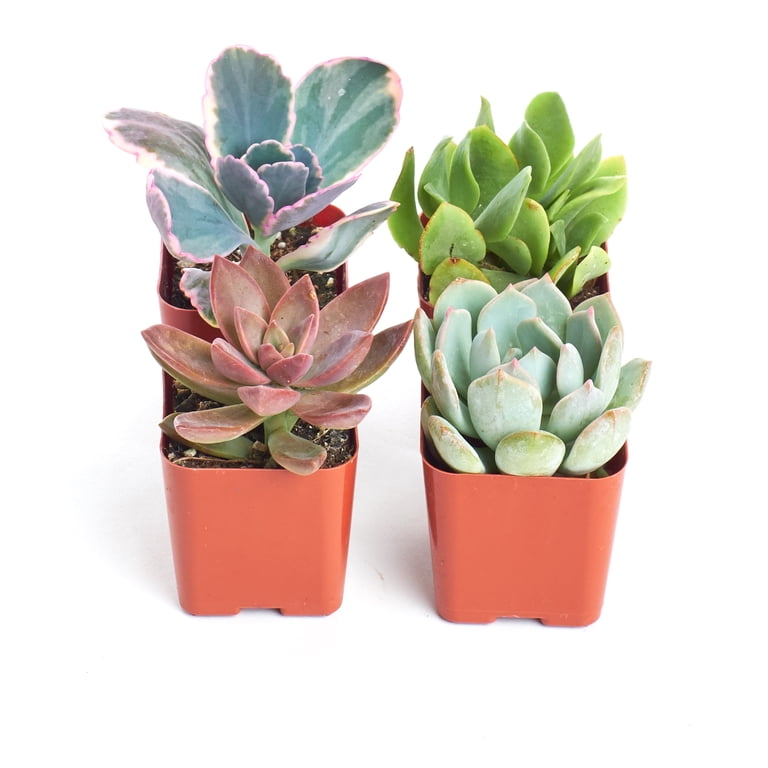 Home Botanicals Premium Pastel Succulent (Collection of 4)