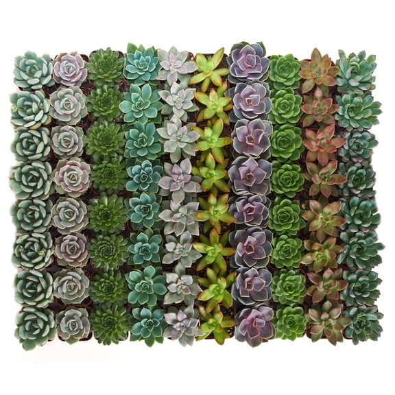 Shop Succulents Rosette Succulent (Collection of 140)