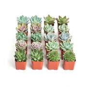 Shop Succulents Rosette Succulent Collection of 20