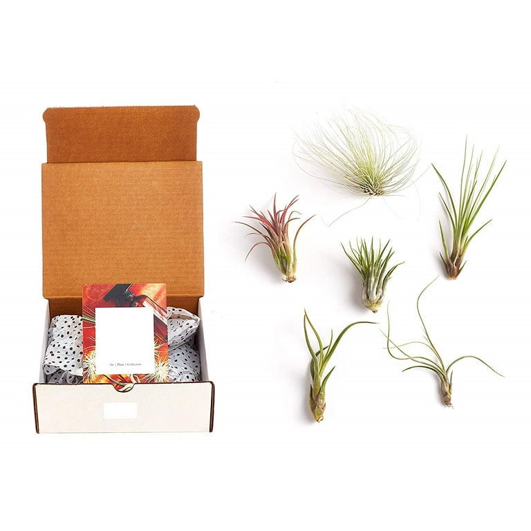 Home Botanicals Ionantha Air Plant (Collection of 3) Home Botanicals Ionantha Air Plant (Collection of 3)