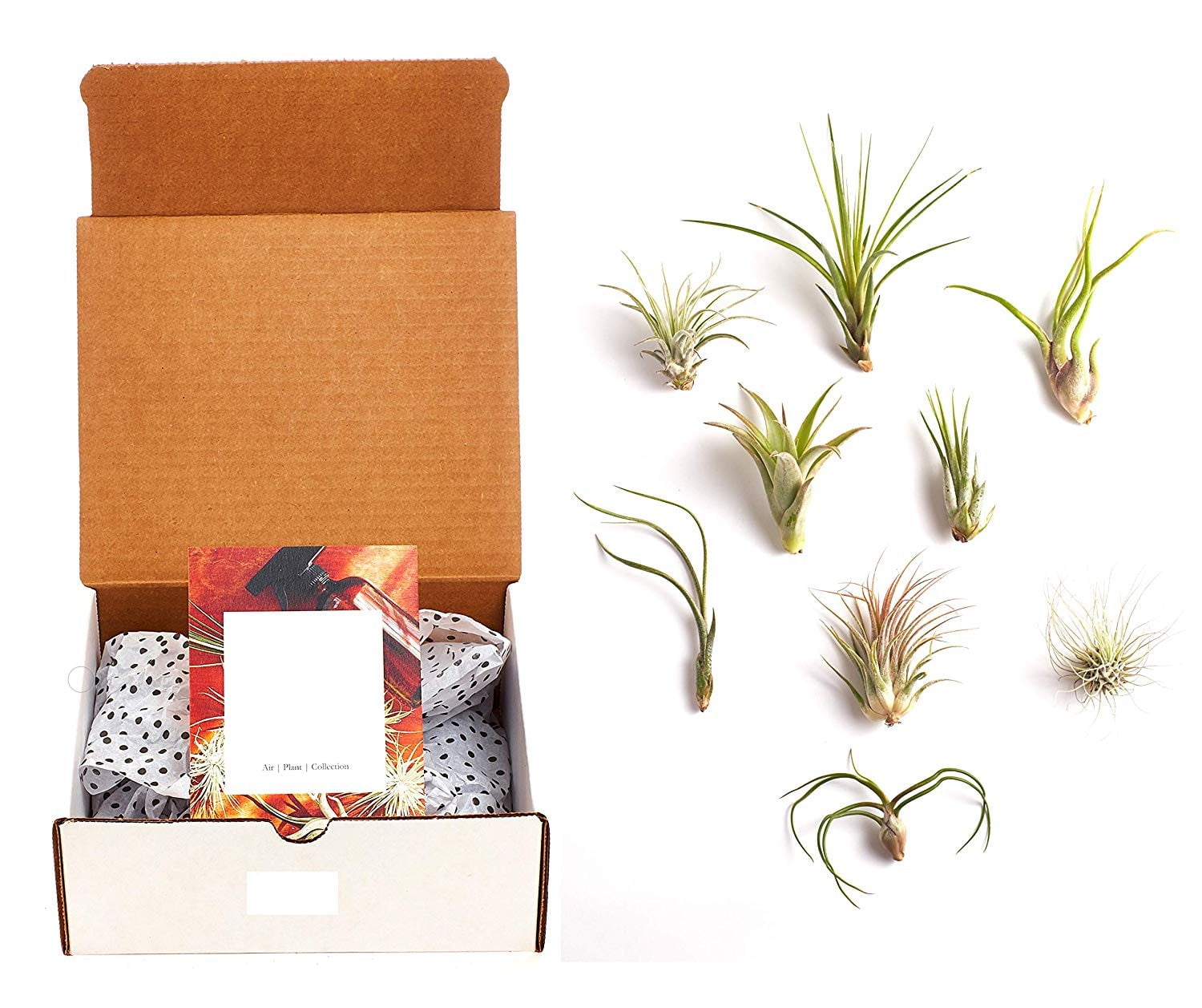 Home Botanicals Unique Air Plant (Collection of 9)