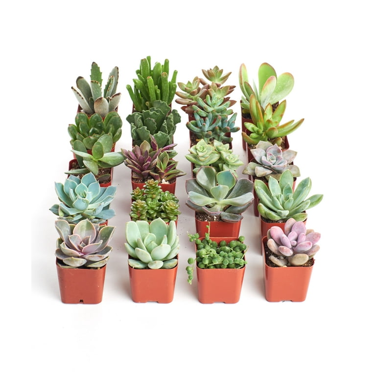 Home Botanicals Assorted Air Plant (Collection of 20) Home Botanicals Assorted Air Plant (Collection of 20)