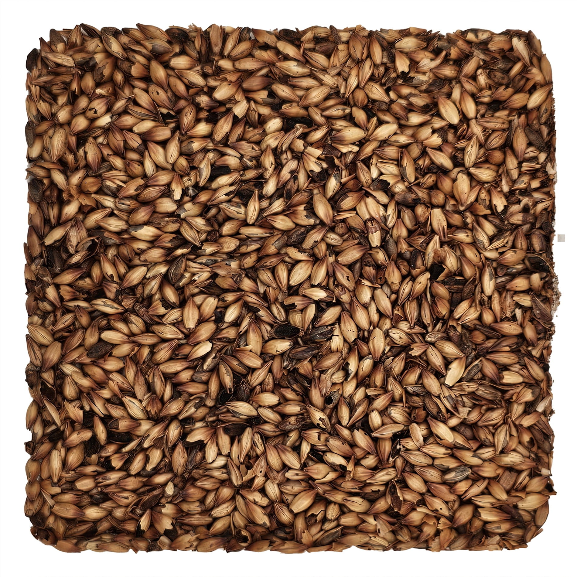 Home Brew Ohio Special B Grain 5lb