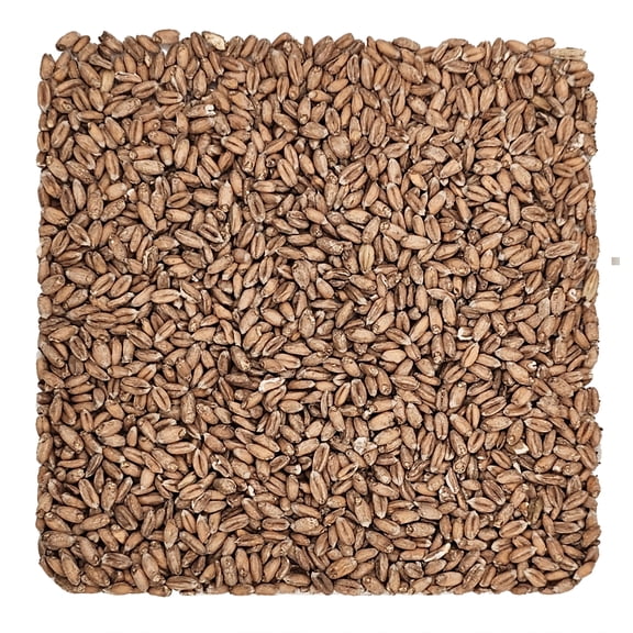 Home Brew Ohio Spelt Grain 1lb