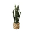 thumbnail interactive-video image 1 of Home Decor Collection Flora Bunda 24.3" Artificial Snake Plant in Rattan Basket, 1 of 6