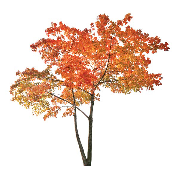 Home Decor Line Orange Tree Wall Decals