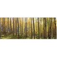 thumbnail image 1 of Home Decor Sunlit Colorado Trees Wall Art - Multicolor, 1 of 1