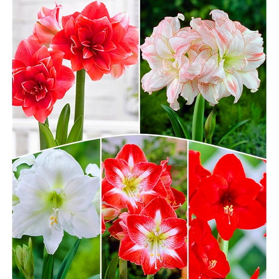 Home Decoration,  Amaryllis-Bulbs For Planting - Premium Garden Stake