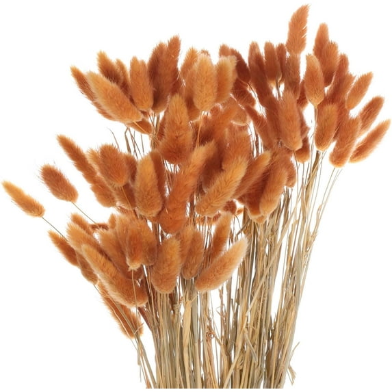 Home Decoration Lagurus Ovatus Rabbit Tail Dried Flowers, Real Flower, Eternal Flower Dried Grass,Flower Bouquet, Natural Material Shooting Props Dried Flowers 50PCS