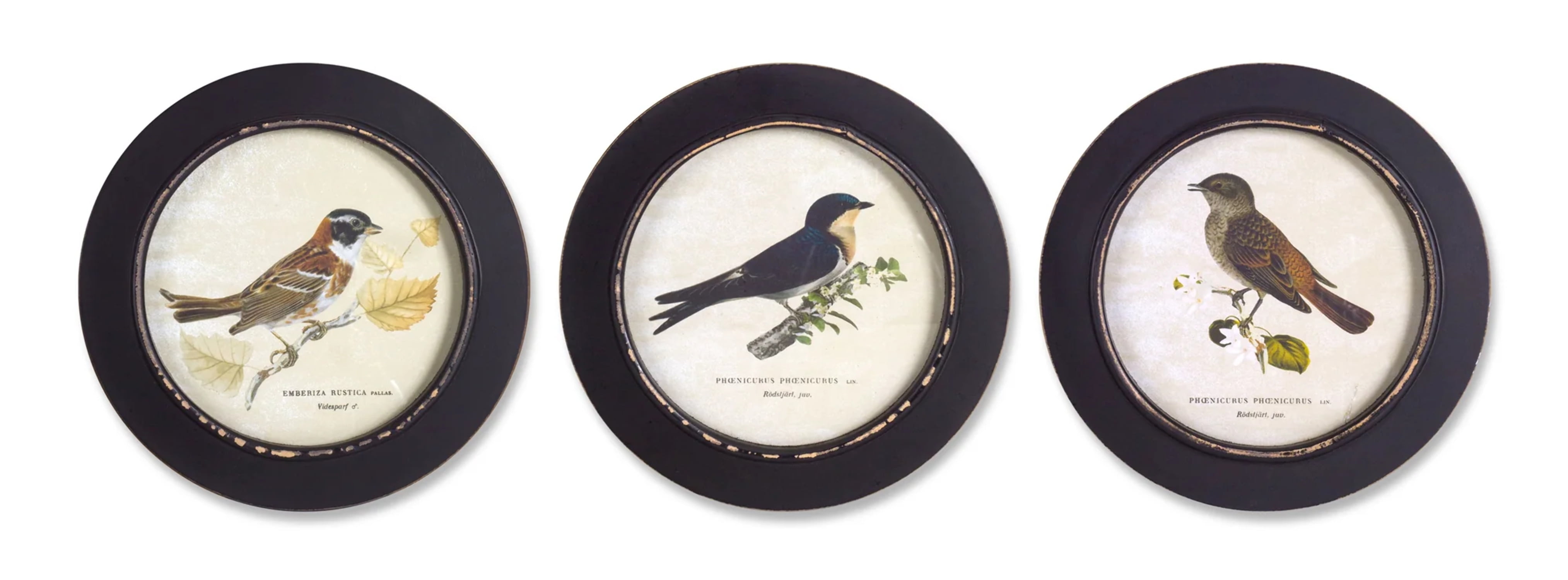 Set of 3 Black Framed Encyclopedia Bird Prints