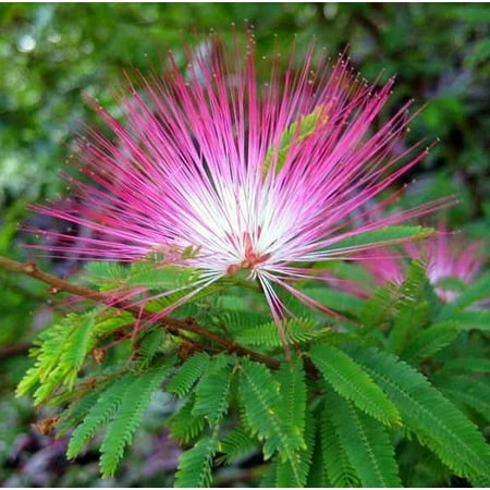 Home Shops USA 10 Pink Fairy Dust Tree Plant Seeds