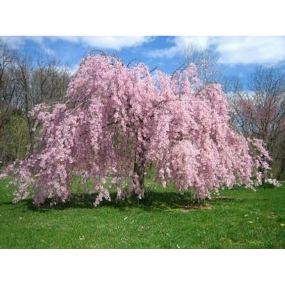 Home Shops USA 10 Weeping Cherry Tree Seeds, Highly Prized for Bonsai