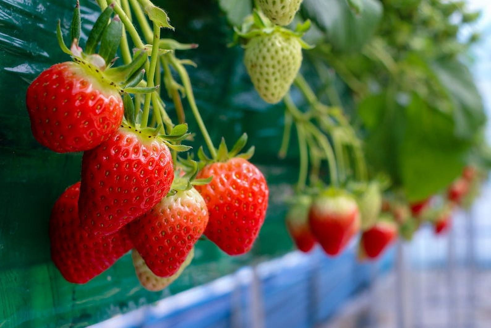 Strawberry Seeds in Seed Gardening - Walmart.com