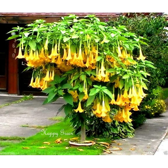 Home Shops USA 20 Yellow Trumpetbush Flower Seeds, Rare