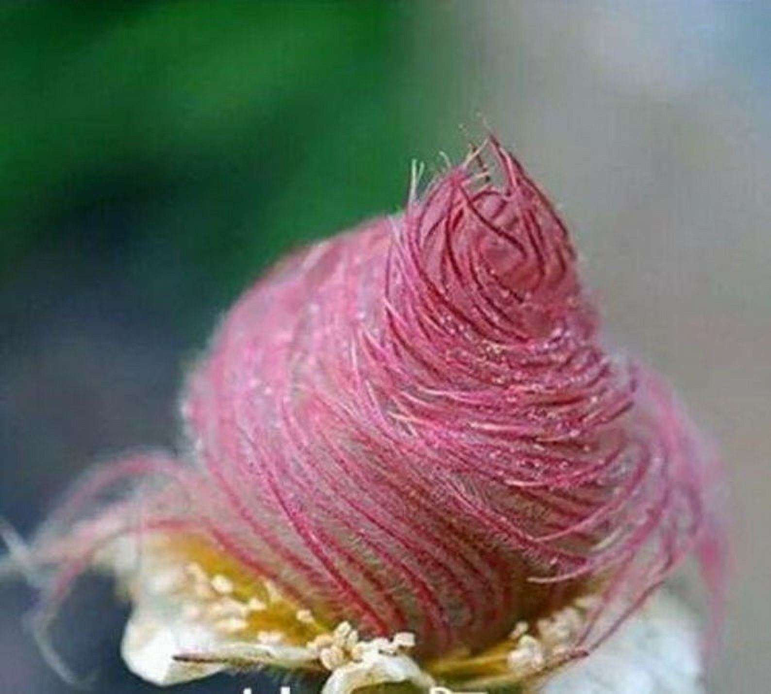 Home Shops USA 25 Prairie Smoke Flower Seeds, Attracts Bees, Butterflies