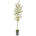 thumbnail image 1 of HomeStock Coastal Cool 7.5Ft. Olive Artificial Tree In Decorative Planter, 1 of 3