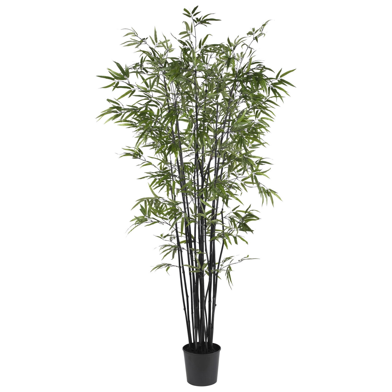 6.5 ft Black Bamboo Silk Tree in Plastic Pot