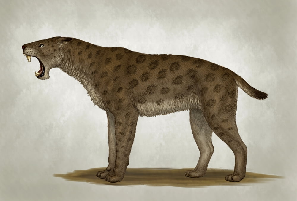 Homotherium latidens a big sabertooth cat of the Pliocene Epoch Canvas Art - Heraldo MussoliniStocktrek Images (17 x 12)