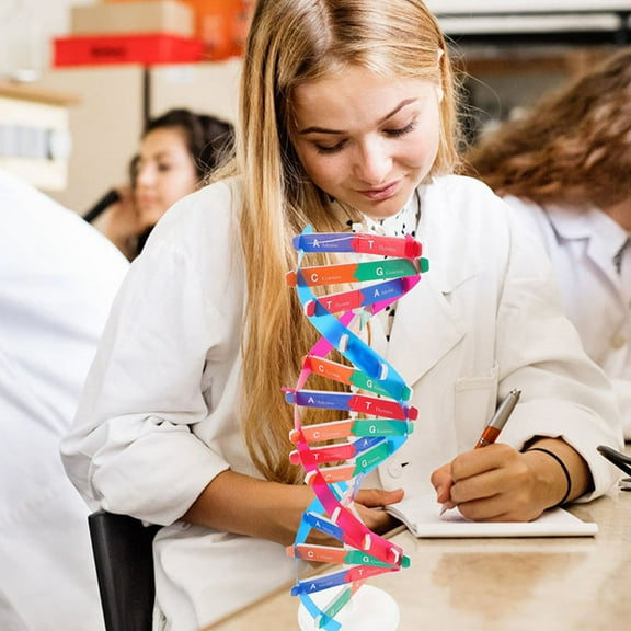 Homoyoyo 3-Piece DNA Model Kit Double Helix Molecular Science Educational Set for Home and School Learning