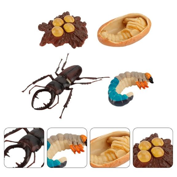 Homoyoyo 4-Piece Insect Growth Model Set for Educational Display, Realistic Simulation in ABS Plastic