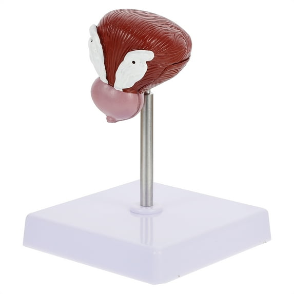 Homoyoyo Anatomy Models Human Body Teaching Models Plastic Brown for Biological Study 1Pack