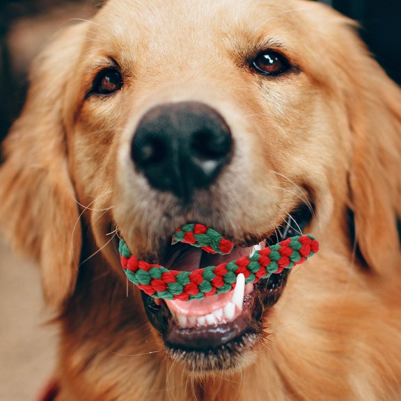 HOMOYOYO Pet Supplies – Walmart.com