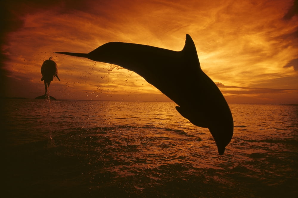 Honduras Roatan A Pair Of Atlantic Bottlenose Dolphin (Tursiops Truncatus) Leap Into A Caribbean Sunset Canvas Art - Dave Fleetham Design Pics (34 x 22)