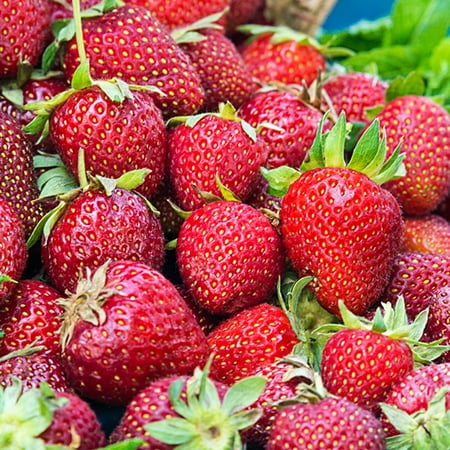 Honeoye Stawberry Dormant Bare Root Fruit Plants, 25-Pack