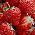 thumbnail image 1 of Honeoye Strawberry 10 Bare Root Plants - Extremely Hardy June-Bearing, 1 of 2