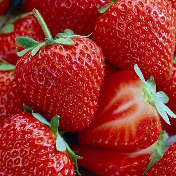 Honeoye Strawberry Bare Root Plants for Growing - Extremely Hardy June-Bearing - No Ship to California (5 Plants)