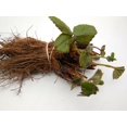 Honeoye Strawberry Plants June Bearing Certified Bare Root High Yields