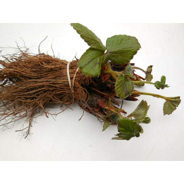 Honeoye Strawberry Plants June Bearing Certified Bare Root High Yields