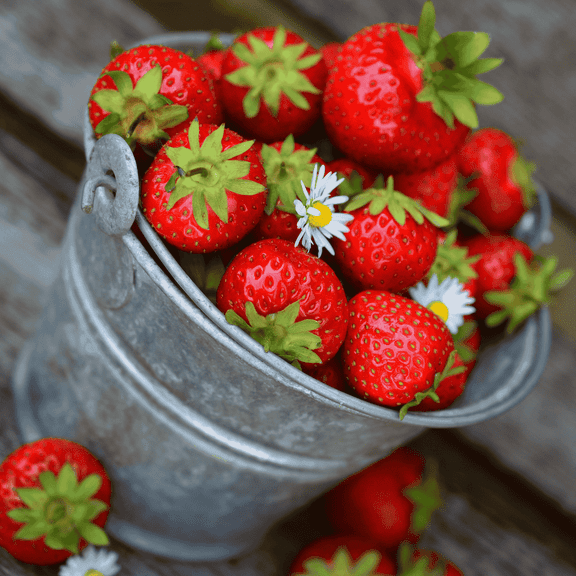 Honeoye Strawberry Roots Bare Root Plants | High-Yield, Early-Season June-Bearing Variety | Sweet, Juicy Berries | Cold Hardy & Disease Resistant | Non-GMO