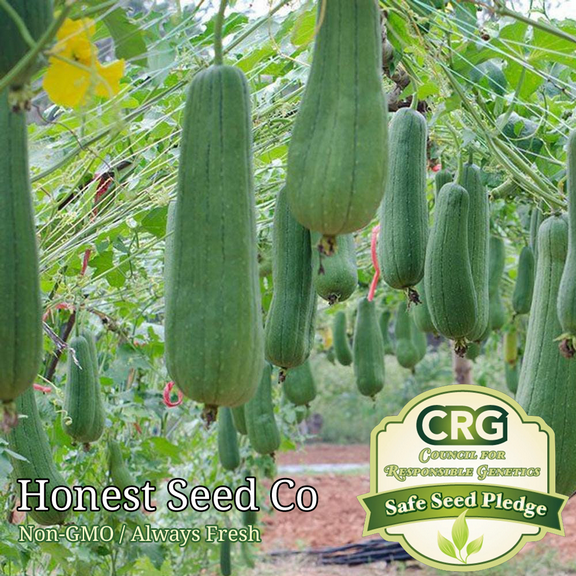 Honest Seed 25+ Luffa Gourd Sponge Plant Seeds, Non-GMO Heirloom