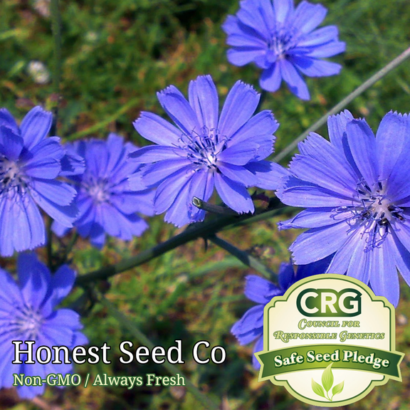Honest Seed 400 Chicory Flower Seeds, Blue Dandelion Perennial