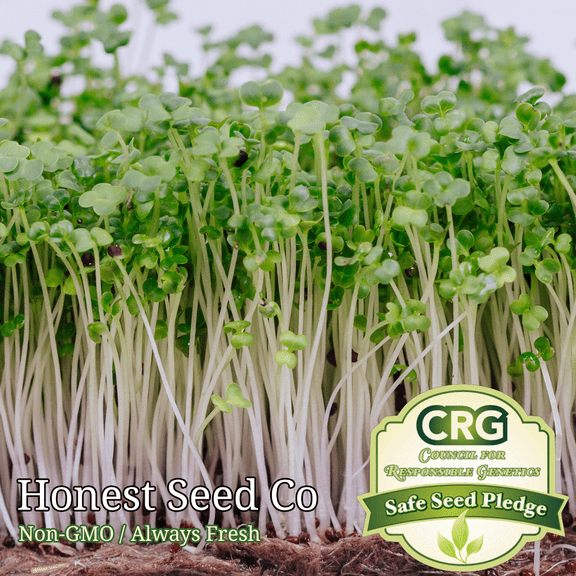 Honest Seed Broccoli Microgreens Plant Seed, Microgreen Color