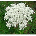 thumbnail image 1 of Honest Seed False Queen Anne's Lace Seeds, Non-GMO, 1 of 3