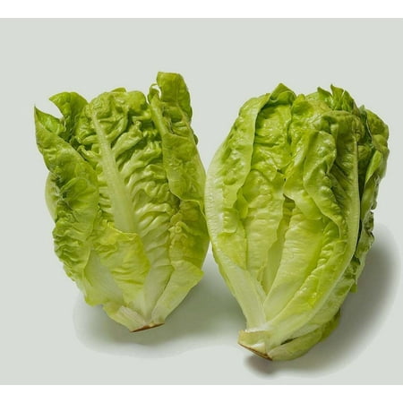 Honest Seed Little Gem Butterhead Lettuce Plant Seeds, NON-GMO
