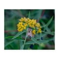 thumbnail image 1 of Honey Bee on Goldenrod on an Autumn Day - Pennsylvania Photography Insect Wildlife Floral Nature Botanical Garden Summer Unframed Wall Art Print 16 x 20 inches, 1 of 6