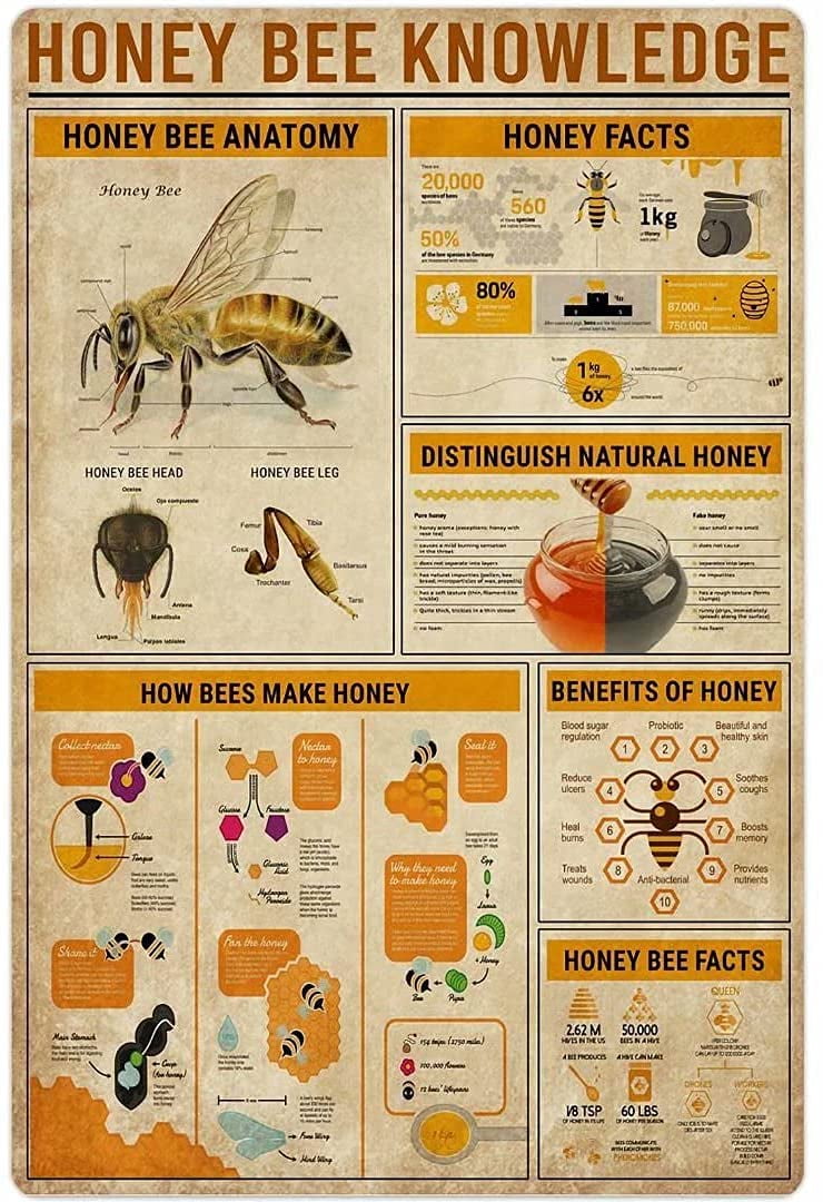 Honey Bee Knowledge Metal Tin Sign Anatomy How Bees Make Honey Retro ...