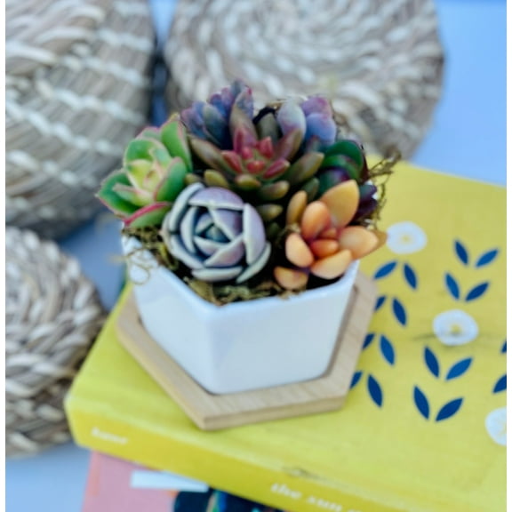 Honey Bubble - Live Mini Succulent Garden in Ceramic Pot