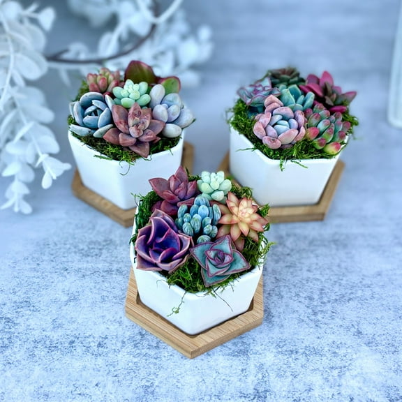 Honey Bubbles - Set of 3 Live Mini Succulent Gardens in Ceramic Pots