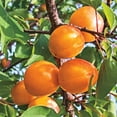 thumbnail image 1 of Honey Pearls Nectacot Dormant Bare Root Standard Starter Fruit Tree (1-Pack), 1 of 2