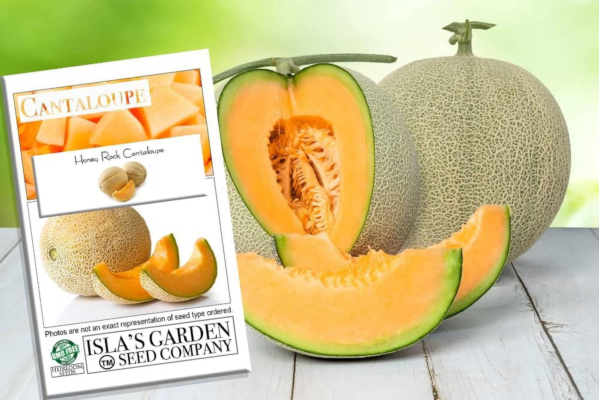 Honey Rock Cantaloupe Seeds for Planting, 50+ Heirloom Seeds Per Packet Non  GMO Seeds, Botanical Name Cucumis melo, Great Home Fruit Garden Gift -  Walmart.com