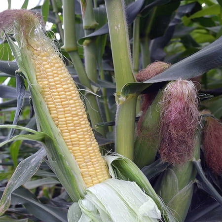 Honey Select Hybrid Triplesweet Corn Garden Seeds - 10 g Packet ~50 Seeds - Non-GMO Vegetable Gardening Seeds - Triple Sweet Corn