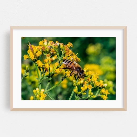 Honeybee on Goldenrod - York Pennsylvania Photography Insect Wildlife Floral Nature Botanical Garden Flowers Oak Framed Wall Art Print 9 x 12 inches