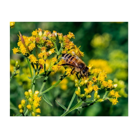 Honeybee on Goldenrod - York Pennsylvania Photography Insect Wildlife Floral Nature Botanical Garden Flowers Unframed Wall Art Print 12 x 16 inches