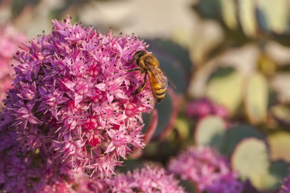 Honeybee on a dark pink Sedum flower (Apis mellifera) Toronto Ontario Canada Canvas Art - Laura Berman Design Pics (38 x 24)