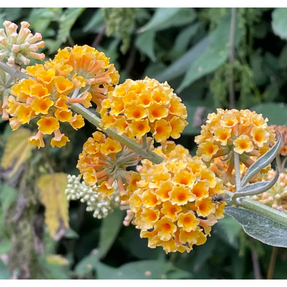Honeycomb Buddleia Live Plant, Fragrant Yellow Butterfly Bush Buddleia Butterfly Plant 4-8 Inc Tall, Well-Rooted for Outdoor Gardens