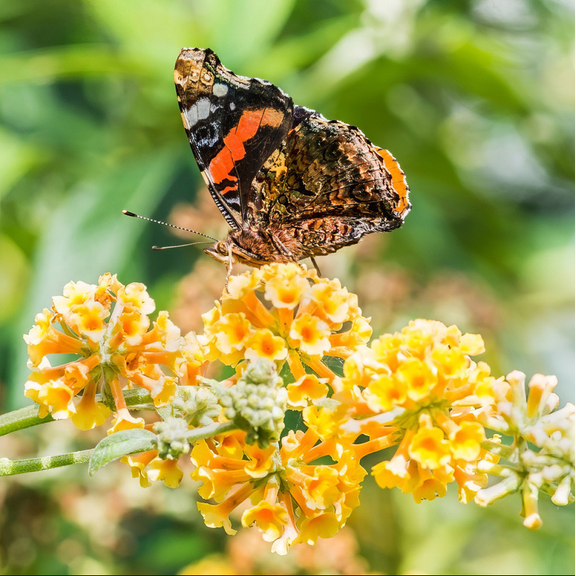 Honeycomb Buddleia Live Starter Plant for Planting, Butterfly Bush Honeycomb, Fragrant Large Yellow Flower, 4 to 6 Inch Tall, Ship No Pot
